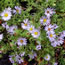 Aster oblongifolius October Skies